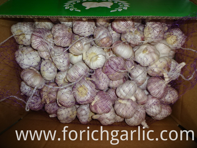 Fresh Regular Garlic Crop 2019